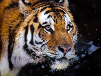 В Хабаровском крае завели уголовное дело после нападения тигра на удэгейских охотников