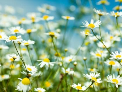 В середине недели в Хабаровском крае ожидаются дожди, местами ливни