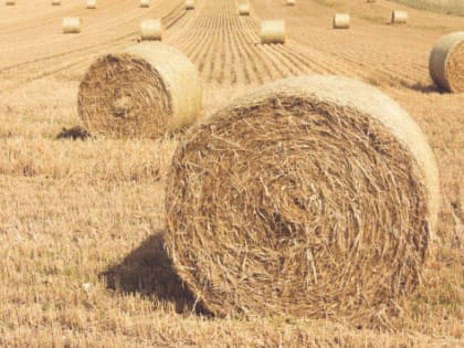 В Хабаровском крае за счет мелиорации расширят площадь сельхозугодий