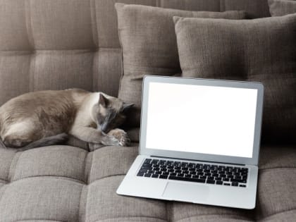 Итоги дня: поймали тигрицу, сосульки-убийцы, дополнительные баллы к ЕГЭ и опасные блины