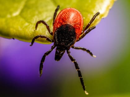 ПОДГОТОВКА К ПОЛЕВОМУ СЕЗОНУ НАЧИНАЕТСЯ С ВАКЦИНАЦИИ