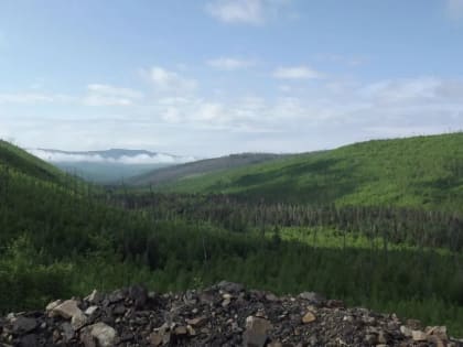 Восстановление лесов Дальнего Востока: шаг к экологической устойчивости