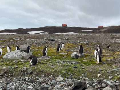 МТС обеспечила связью полярников на станции Беллинсгаузен