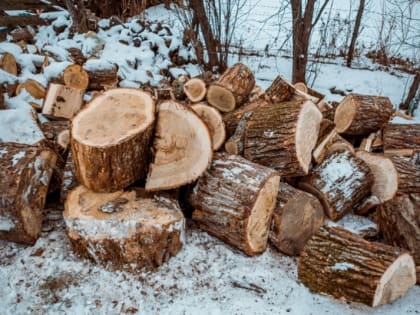 До двух лет лишения свободы за незаконную вырубку деревьев грозит жителю Вяземского района