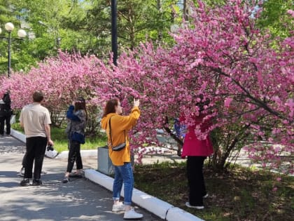 Аллея «сакуры» появится в районе «тургеневской лестницы» в Хабаровске
