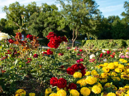 В Хабаровске продолжается озеленение ко Дню города