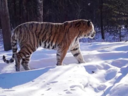 Осторожно!Следы тигра в Амурском районе!