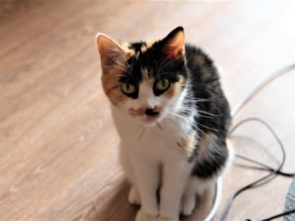 Цены на корм для кошек и собак могут вырасти на 12%