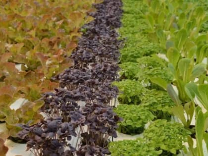 Вторая очередь тепличного комплекса запущена в пригороде Хабаровска