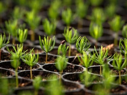 Хабаровский лесопитомник "Силедия" стал новым партнером проекта "Билет в будущее"