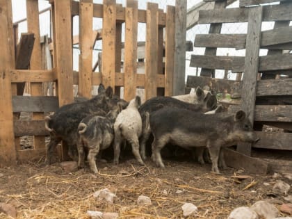 Опасности африканской чумы свиней: меры профилактики и последствия