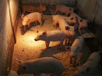 В УФСИН России по Хабаровскому краю принимаются профилактические мероприятия по недопущению распространения вируса Африканской чумы свиней в подсобных хозяйствах при исправительных