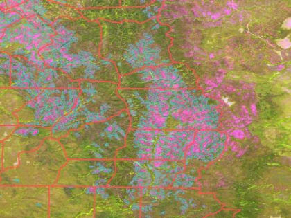 Результаты дистанционных наблюдений за санитарным и лесопатологическим состоянием лесов за 1 квартал 2024 года