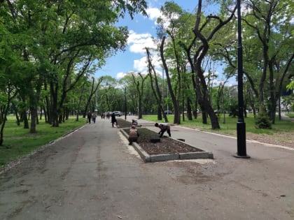 На Амурском бульваре Хабаровска появится новый асфальт и сто тысяч цветов