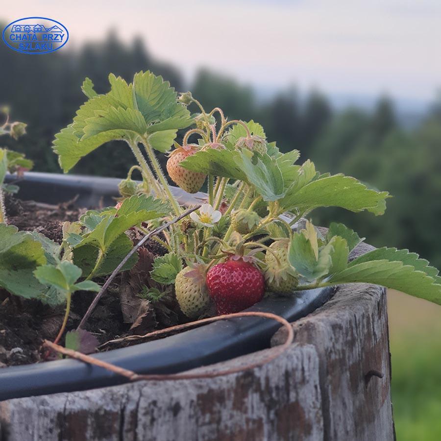 Majówka z jogą w Chacie Przy Szlaku