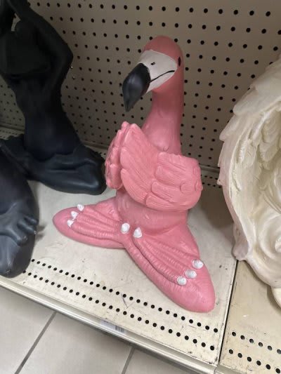 Pink  Flamingo 🦩