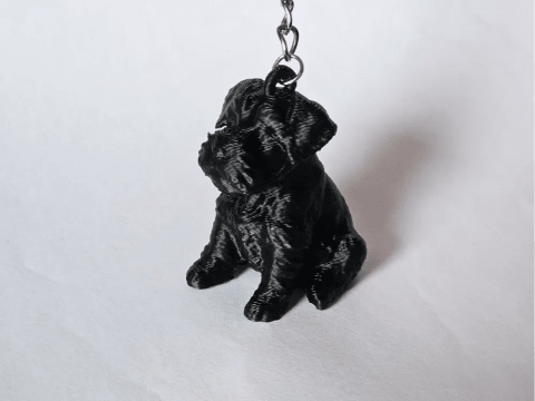 Schnauzer Mini