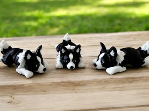 Border Collie Flexi