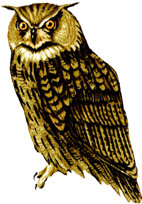 Drawing Of Screech Owl, Owl Clip Art Owl Facing Front - Owl Png - Free Transparent PNG Clipart Images Download. - Owl Transparent PNG Free Download