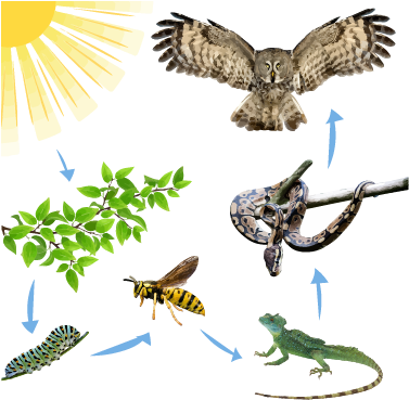 Activity 1 The Food Web - Owl In Flight Sticker (rectangle) - Free Transparent PNG Clipart Images Download. - Owl Transparent PNG Free Download