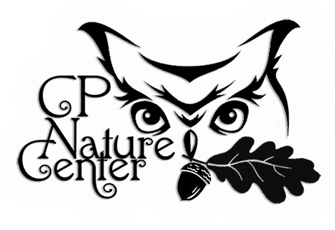 Clipart Owl Black And White - Stickalz Llc Owl Head Vinyl Wall Art Decal Sticker - Free Transparent PNG Clipart Images Download. - Owl Transparent PNG Free Download