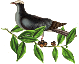 Birds And Butterflies Blue Pigeon Artwork - Owl - Free Transparent PNG Clipart Images Download. - Owl Transparent PNG Free Download