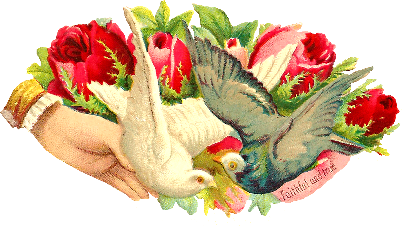 What A Beautiful Digital Bird Graphic Of Two Pigeons - Owl - Free Transparent PNG Clipart Images Download. - Owl Transparent PNG Free Download