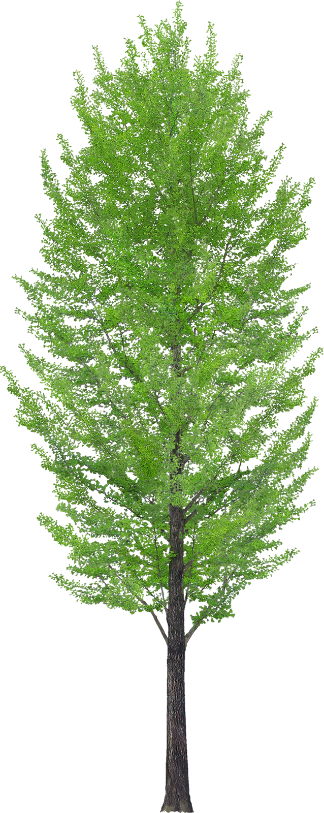 Tubes Árboles - Charlton Home 'owl 2' Graphic Art Print - Free Transparent PNG Clipart Images Download. - Owl Transparent PNG Free Download