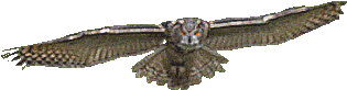 Gif * Mine Owl Transparent Samanther Â€¢ - Owl Transparent Background Gif - Free Transparent PNG Clipart Images Download. - Owl Transparent PNG Free Download