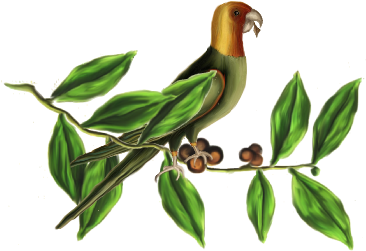 Birds And Butterflies Green Parrot Artwork - Owl - Free Transparent PNG Clipart Images Download. - Owl Transparent PNG Free Download