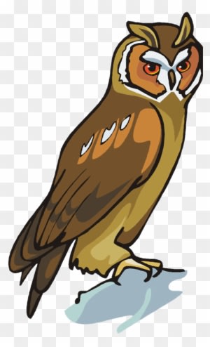 Owl - Animal - Free Transparent PNG Clipart Images Download. - Owl Transparent PNG Free Download