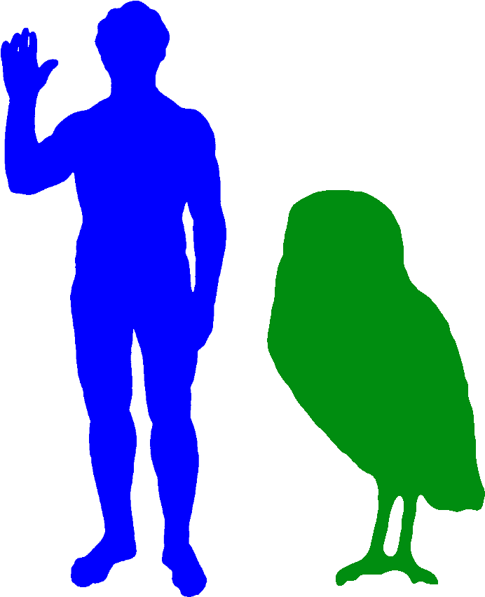 The Cuban Giant Owl Was The Biggest Owl Ever - Phillip Island Penguin Size - Free Transparent PNG Clipart Images Download. - Owl Transparent PNG Free Download