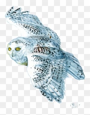Snowy Owl, Watercolour Pencil Drawing Bird Art, Watercolour - Drawing - Free Transparent PNG Clipart Images Download. - Owl Transparent PNG Free Download
