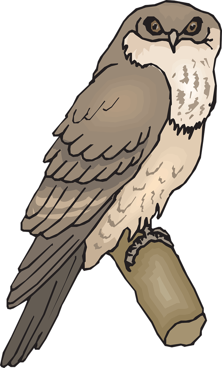 Owl Bird Branch Wings Animal Png Image - Tawny Frogmouth Clipart - Free Transparent PNG Clipart Images Download. - Transparent PNG Free Download