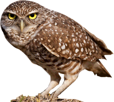 Owl - Burrowing Owl Transparent PNG - 386x345 - Free Download on - Owl Transparent PNG Free Download
