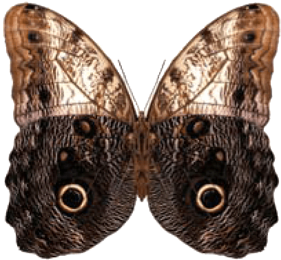 Owl Butterfly - Put-in-bay Transparent PNG - 426x395 - Free Download on - Owl Transparent PNG Free Download