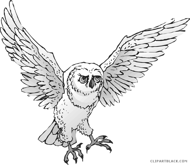 Transparent Owl Clip Art - Snowy Owl, HD Png Download - Owl Transparent PNG Free Download