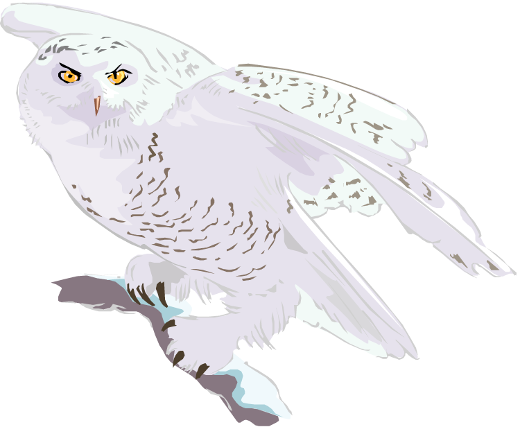 Flying Transparent Snowy Owl Clipart, HD Png Download - Owl Transparent PNG Free Download