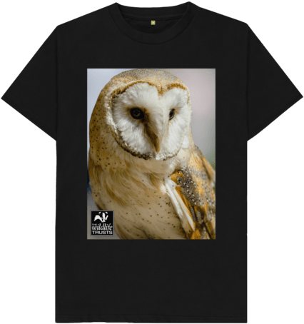 Barn Owl, HD Png Download - Owl Transparent PNG Free Download