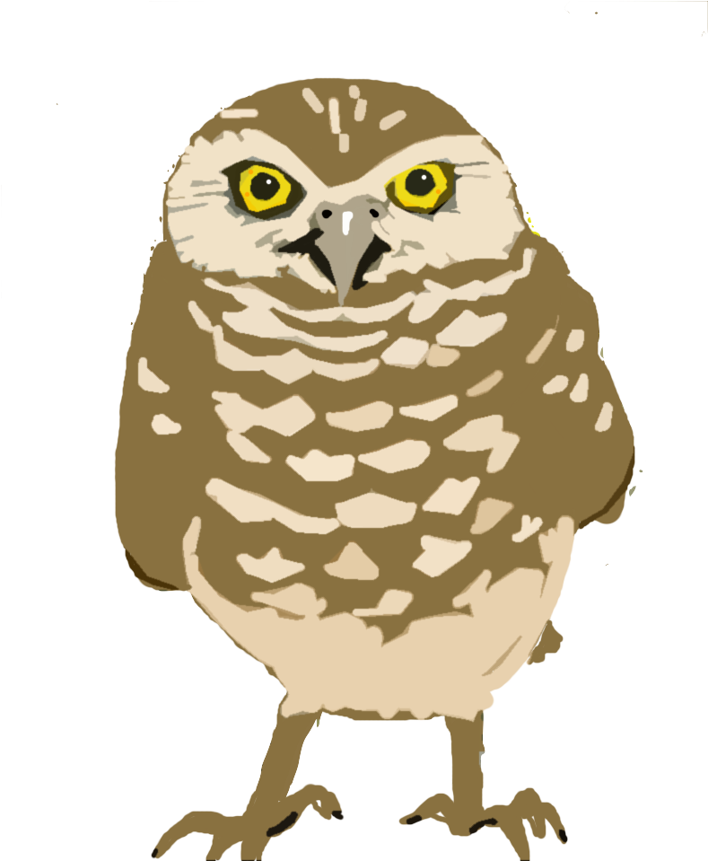 Burrowing-owl Copy - Burrowing Owls Transparent Background, HD Png Download - Owl Transparent PNG Free Download
