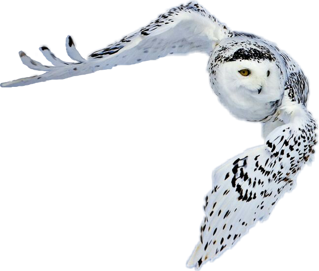 #snowy Owl In Flight thomas, Oklahoma - Greenland Animals With Name, HD Png Download - Owl Transparent PNG Free Download