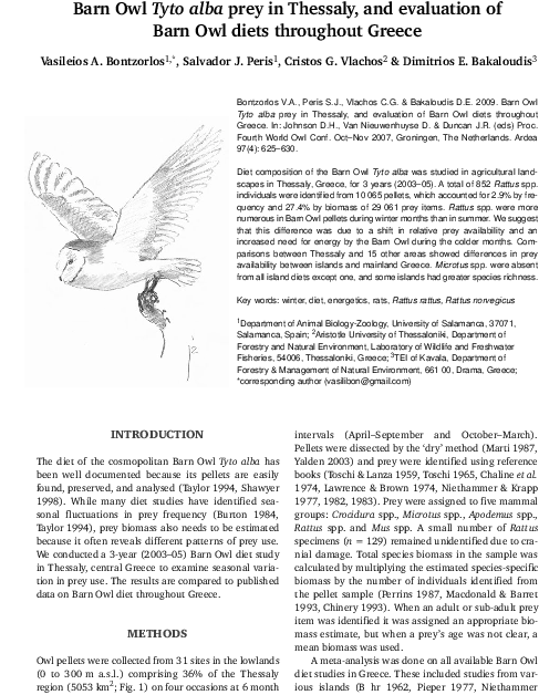 Falconiformes, HD Png Download - Owl Transparent PNG Free Download