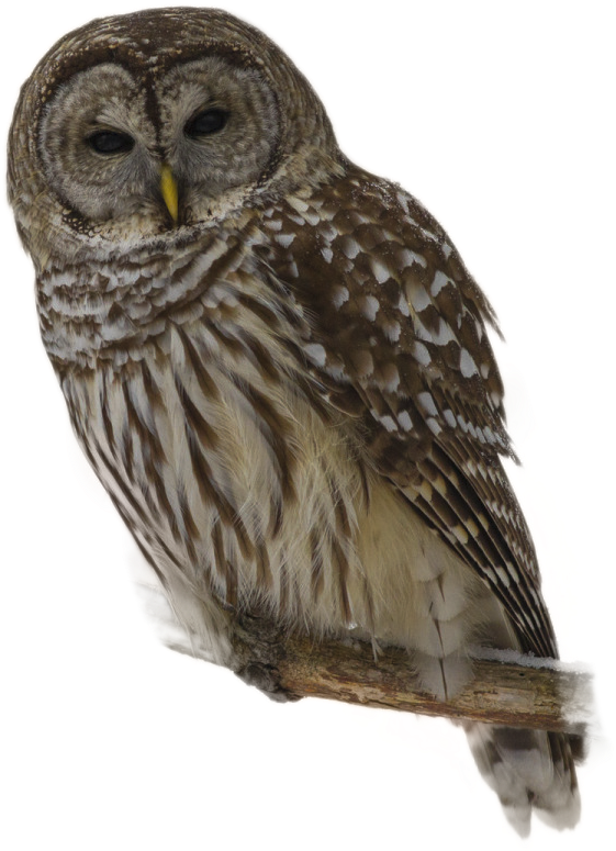 Maine, HD Png Download - Owl Transparent PNG Free Download
