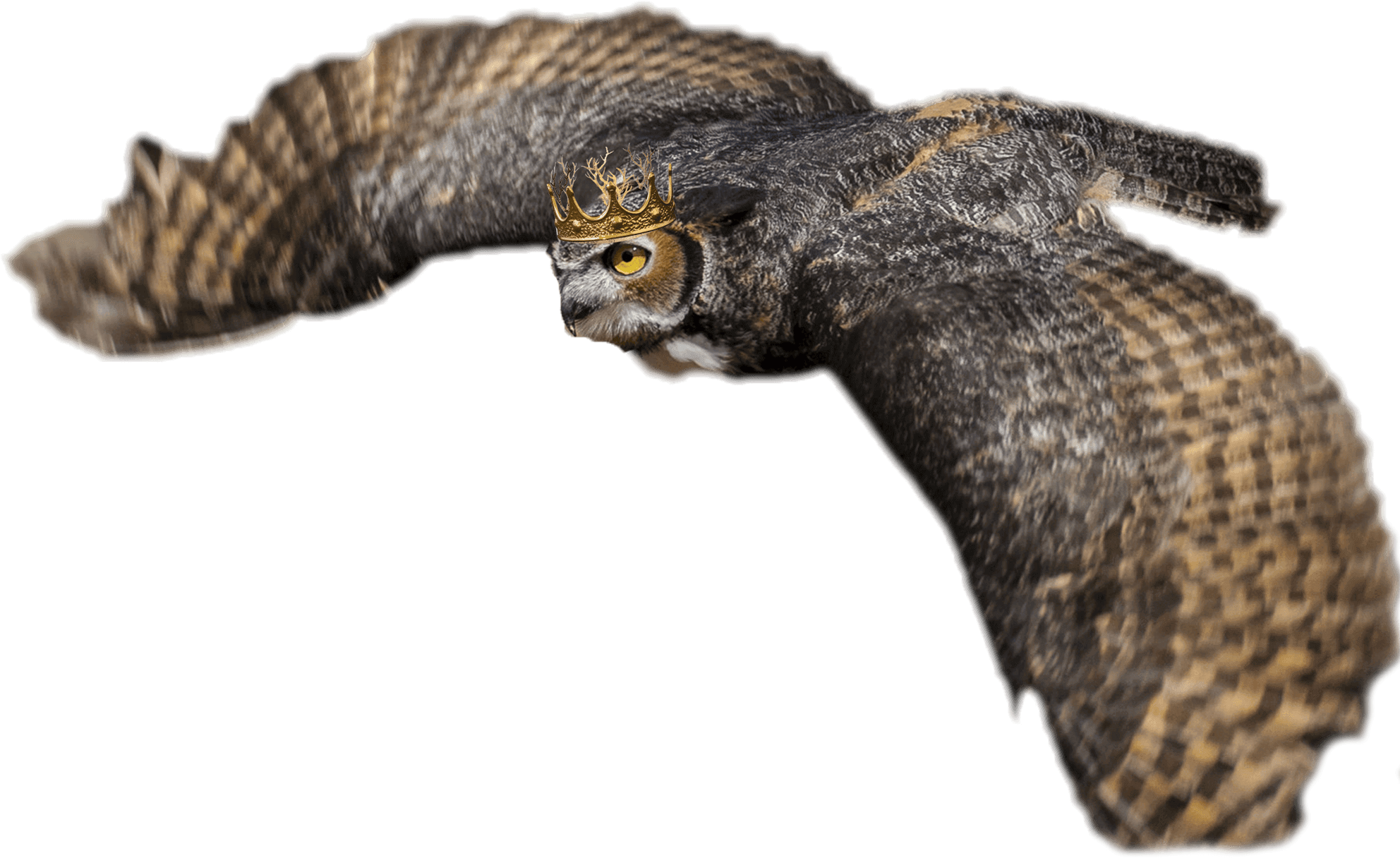 Buzzard, HD Png Download - Owl Transparent PNG Free Download