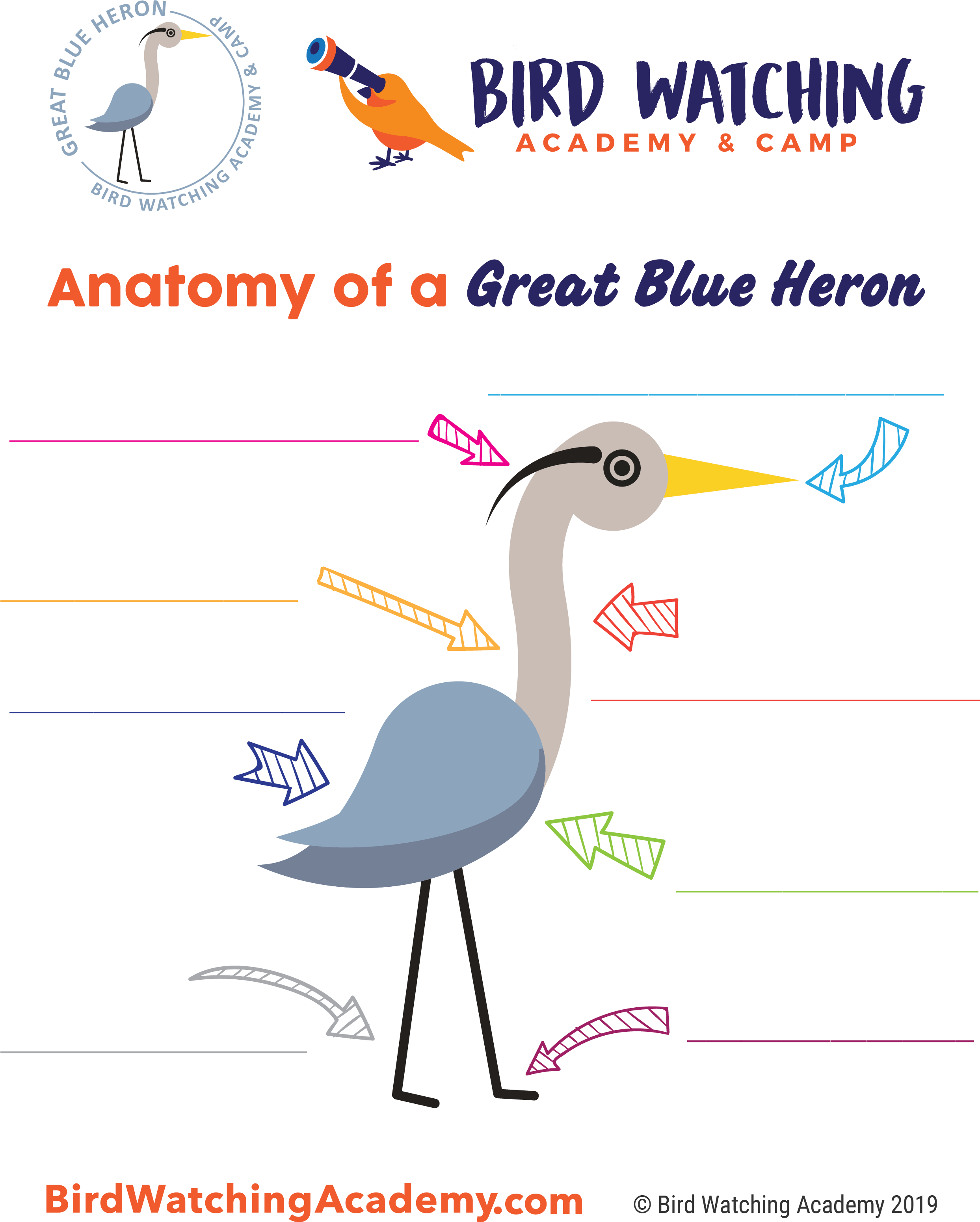 Great Horned Owls Anatomy, HD Png Download - Owl Transparent PNG Free Download