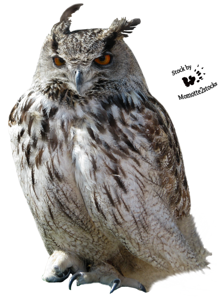 Owl Clip Art, HD Png Download - Owl Transparent PNG Free Download