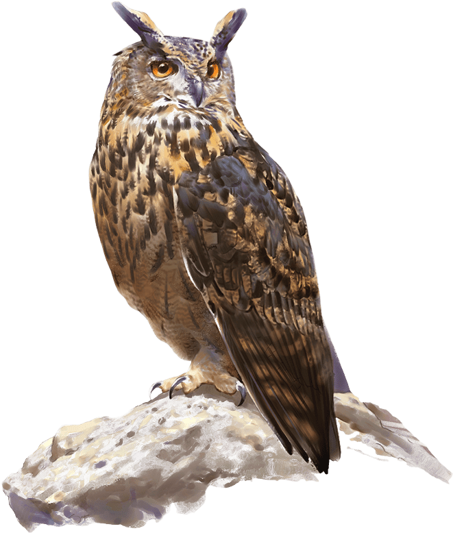 Great Horned Owl, HD Png Download - Owl Transparent PNG Free Download