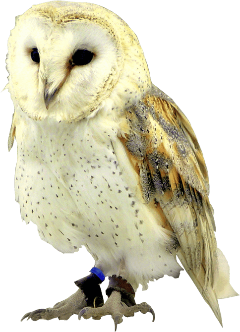 Face , Png Download - Barn Owl, Transparent - Owl Transparent PNG Free Download