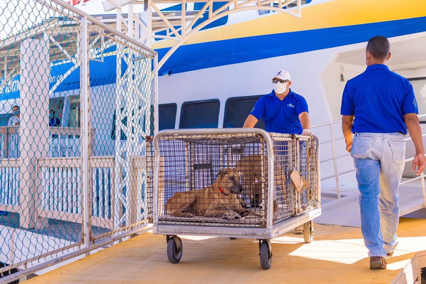 Viajes para mascotas