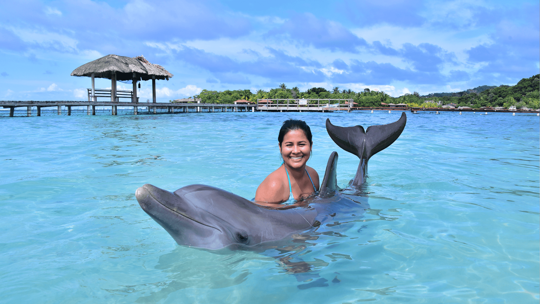 Roatan Excursions | Dolphin Encounter